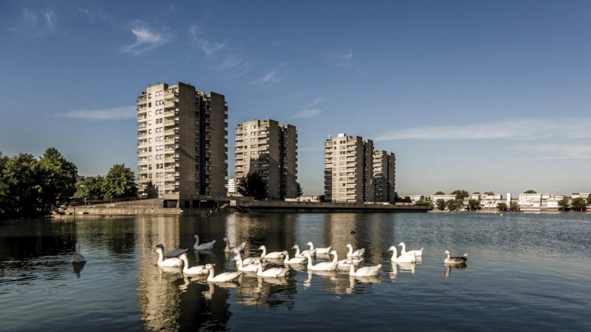 Swans swim in the lake in Thamesmead on a sunny day.