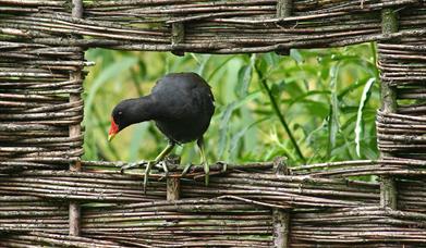 Learn about the Ecology Park and spot some of the birds of Greenwich Peninsula