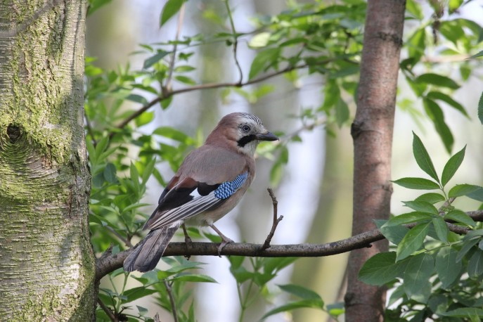 bird sitting in a tree in Greenwich Peninsula Ecology Park