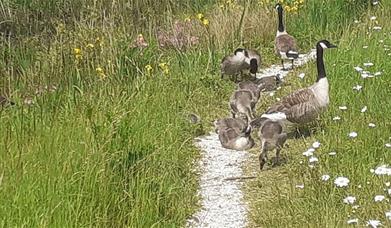 Welcoming back Black, Asian, Minority Ethnic and Refugee (BAMER) individuals for a nature walk around Greenwich Peninsula Ecology Park.