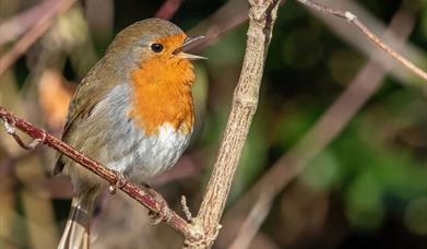Get into the festive spirit with a quartet of carol singers spreading cheer at Greenwich Park