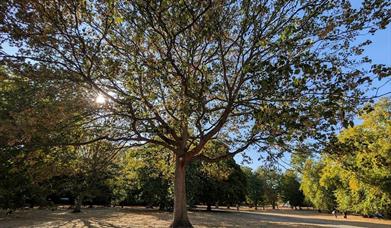 Greenwich Park Day view