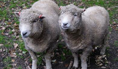 You’re invited to the annual Open Day at Maryon Wilson Animal Park!