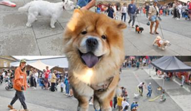 A dog show where anything is paw-sible!
