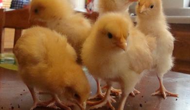 Come along to the Egg-cellent Easter Trail at the Woodlands Farm Trust