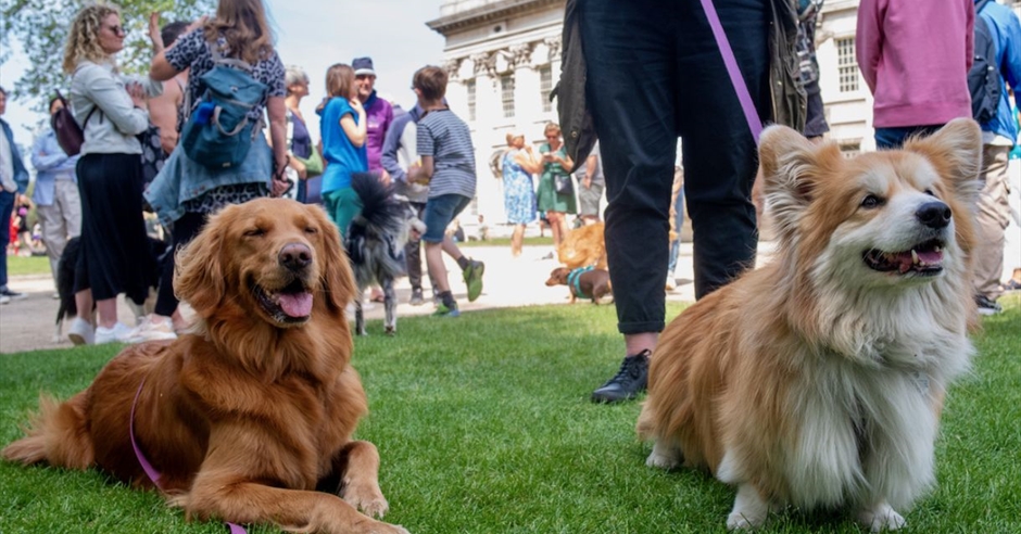 Greenwich Dog Show Animal Event in Greenwich, Greenwich Visit - Main Image