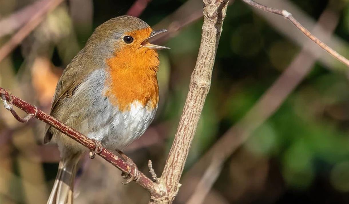 Get into the festive spirit with a quartet of carol singers spreading cheer at Greenwich Park