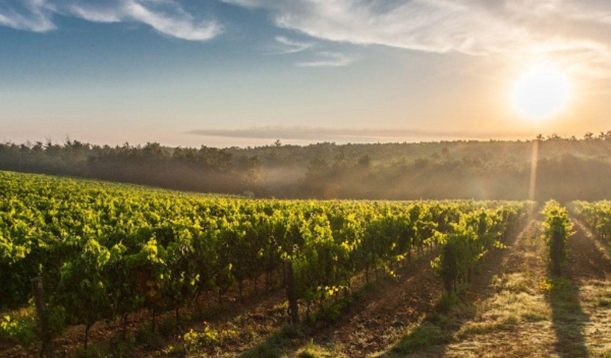 Davy’s Wine School will take you on a deep-dive through some of the world’s most coveted wine styles and iconic wine region