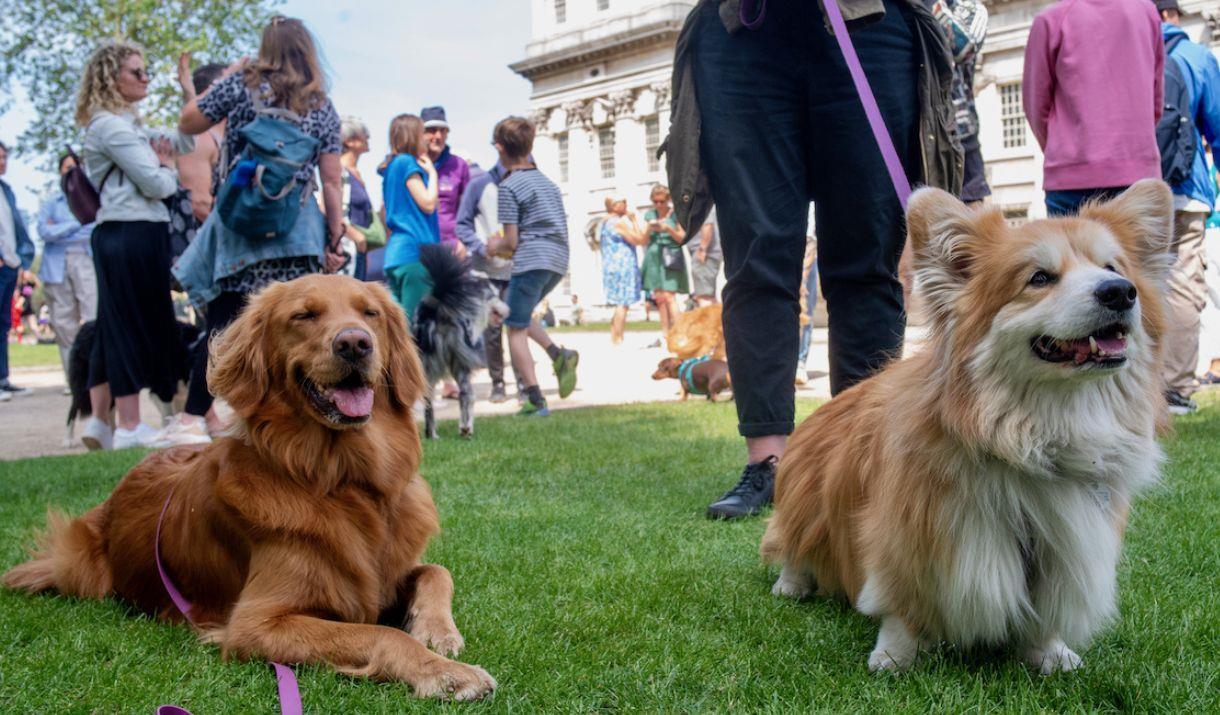 Does your dog have the waggiest tail or could they be the prettiest bitch or most handsome dog? Every dog is welcome!