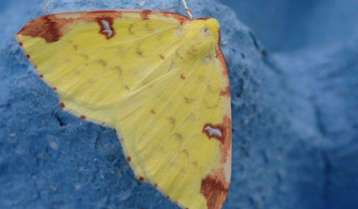 Join Greenwich Park for an introduction to moths and discover some of the marvellous moth species.