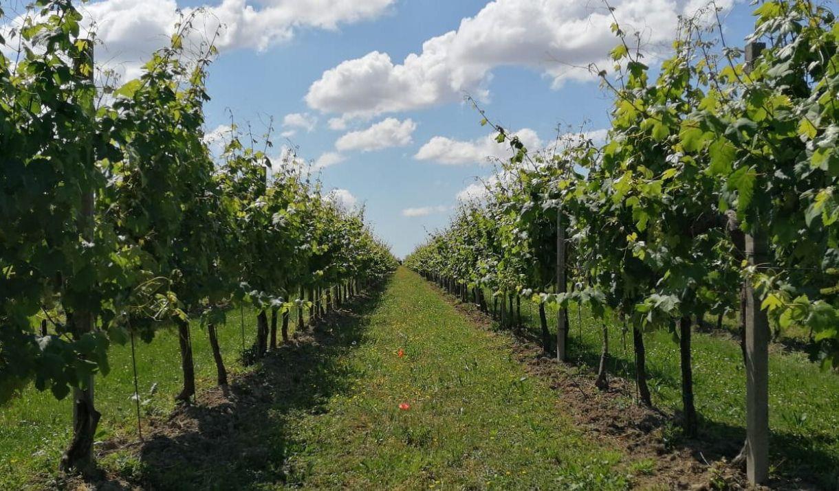 Step into the captivating world of Davy’s wine tastings, offering unique opportunities to sample wines from the world’s great wine producing regions
