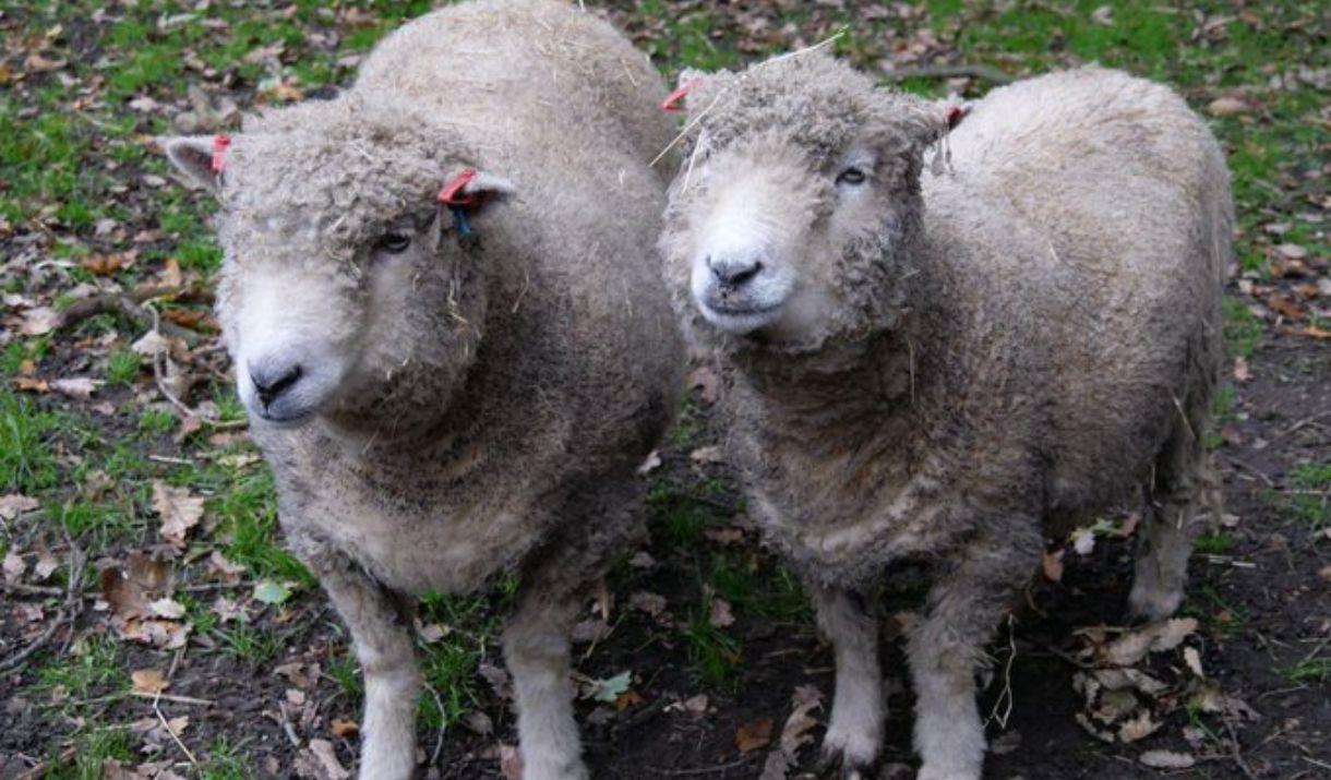 You’re invited to the annual Open Day at Maryon Wilson Animal Park!