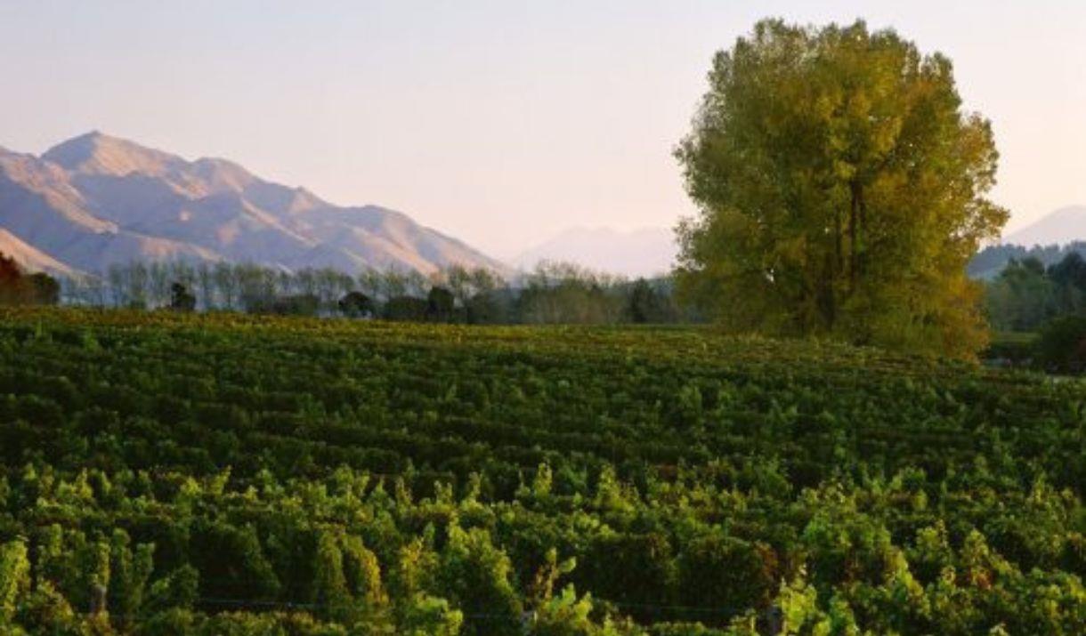 Come along to explore the wines of Marlborough’s Little Beauty with co-owner Fleur McCree, and Central Otago’s Te Kano with Head of Marketing Natalie