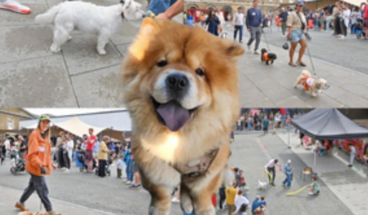 A dog show where anything is paw-sible!