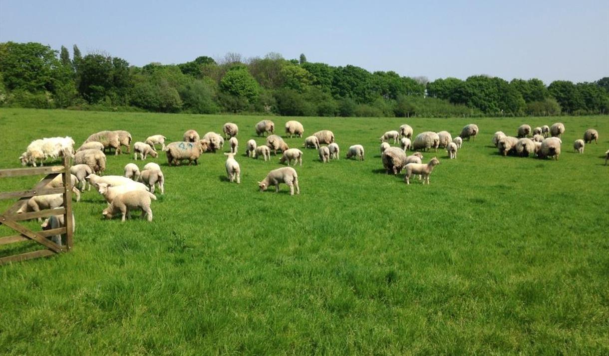 Come along to the Woodlands Farm for annual Lambing Day and enjoy the chance to see the newborn lambs up close