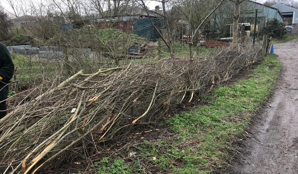Come and learn the ancient art of hedge-laying in this hands-on hedge-laying experience
