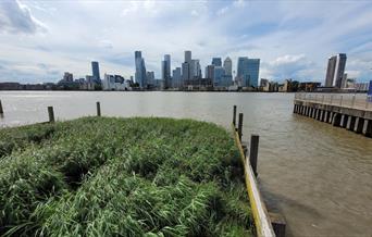Explore the lesser-known environmental past and present of London's famous river