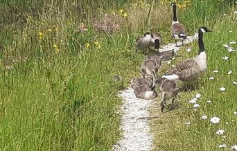 Welcoming back Black, Asian, Minority Ethnic and Refugee (BAMER) individuals for a nature walk around Greenwich Peninsula Ecology Park.