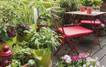 Learn about growing and maintain plants on your balcony without spending a fortune