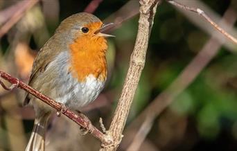 Get into the festive spirit with a quartet of carol singers spreading cheer at Greenwich Park