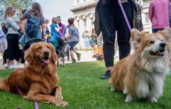 Does your dog have the waggiest tail or could they be the prettiest bitch or most handsome dog? Every dog is welcome!