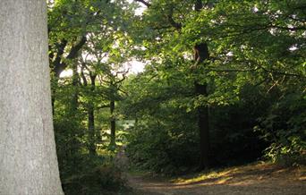 The woodlands form part of the London Green Chain walk, and there are a number of well-defined footpaths through the woods