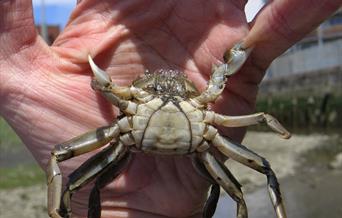 Crab Hunting