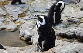 Be transported to an icy world and encounter amazing animals