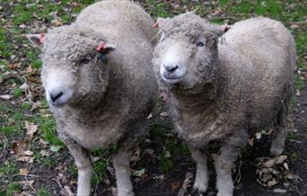 You’re invited to the annual Open Day at Maryon Wilson Animal Park!