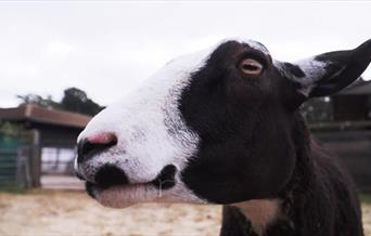 Come on Cutty Sark for a unique evening that brings together the worlds of agriculture and creativity through film, history and live music