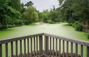 The Tarn - Wildfowl Sanctuary, Eltham