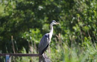 A grey heron sittiing on the fence of Greenwich Peninsula Ecology Park