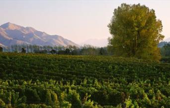Come along to explore the wines of Marlborough’s Little Beauty with co-owner Fleur McCree, and Central Otago’s Te Kano with Head of Marketing Natalie