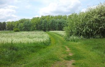 Looking over from one side of Woolwich Common