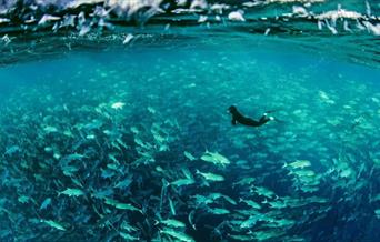 Join Royal Museums Greenwich for the annual World Oceans Day celebration