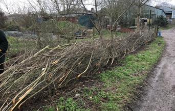 Come and learn the ancient art of hedge-laying in this hands-on hedge-laying experience