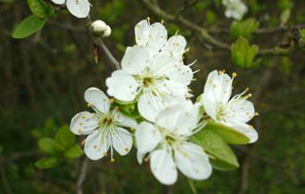 The Woodlands Farm Trust is launching new seasonal trails at the farm... the first will be to celebrate spring