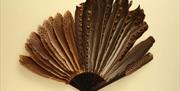 Argus Pheasant Fan, possibly France, c.1900, LDFAN1994.127