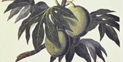 Breadfruit and the Creolising of Caribbean Foodways