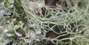 Close-up of wet lichens © Ella Yolande