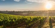 Davy’s Wine School will take you on a deep-dive through some of the world’s most coveted wine styles and iconic wine region