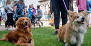 Does your dog have the waggiest tail or could they be the prettiest bitch or most handsome dog? Every dog is welcome!