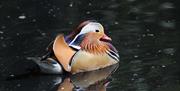 A beautiful Mandarin Duck in the pond at Maryon Wilson Park in Charlton, Greenwich.