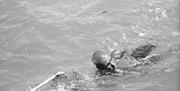 Diving into the Past - In this free lunchtime talk, hear researcher Taibah Al-Fagih talk about the legacy of pearl diving in the Arabian Gulf through