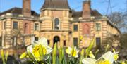 A view of the back of Eltham Palace, a historic building made of red and yellow brick, with yellow daffodils in the forefront of the picture
