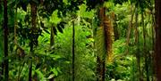 Come along to 'The Rainforest' immersive experience Head 2 Head theatre in the beautiful Old Library at the Charlton House