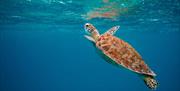 Celebrating World Ocean Day