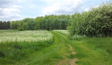 Looking over from one side of Woolwich Common