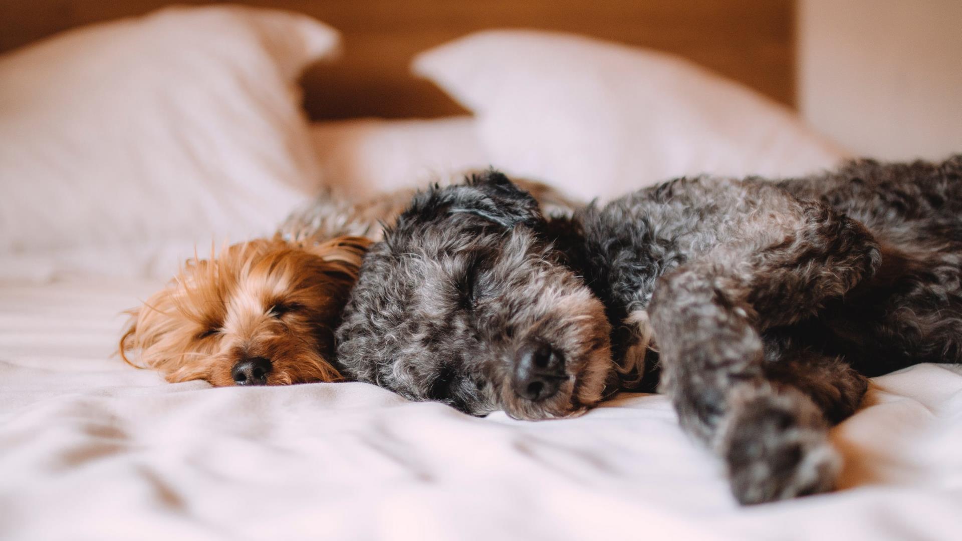 Two dogs snuggle up in a pet friendly hotel bed in Greenwich, London.