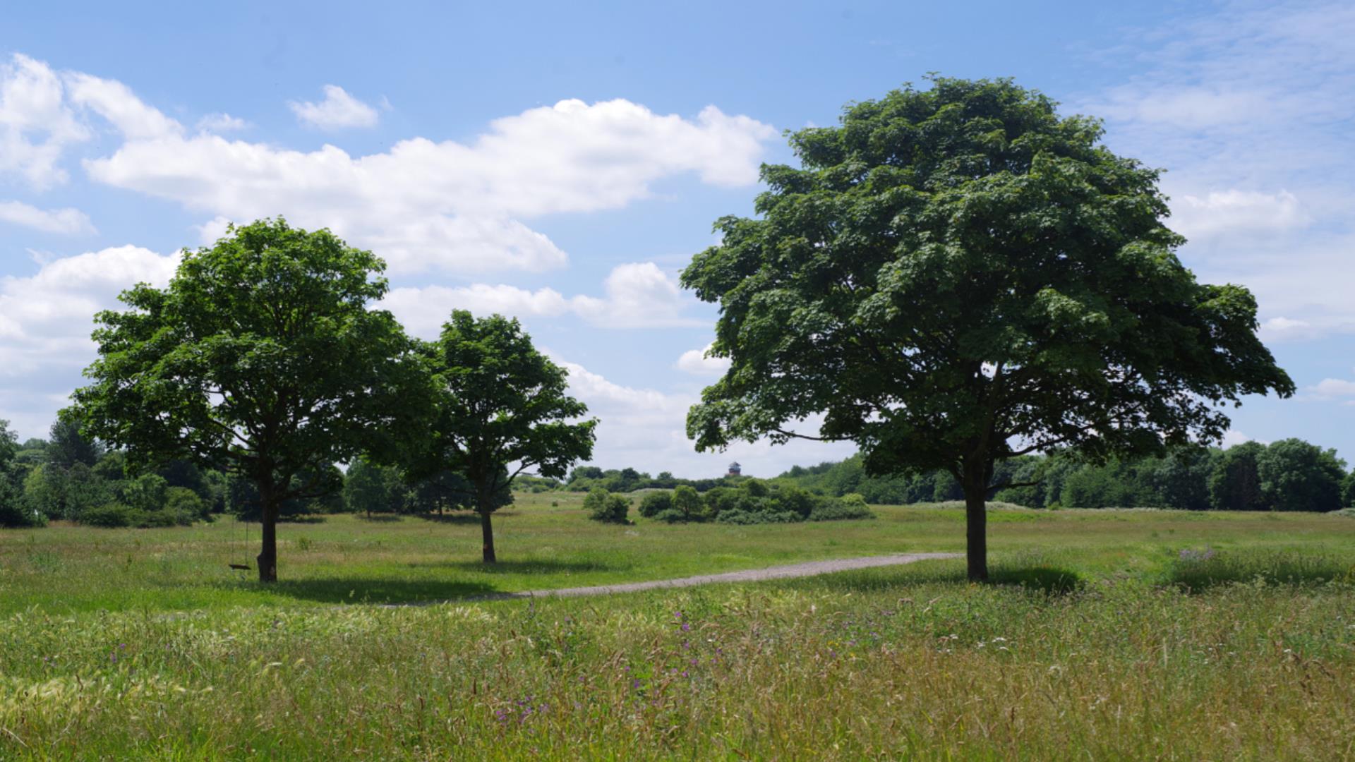 Beautiful trees and lush green grass on Woolwich Common.